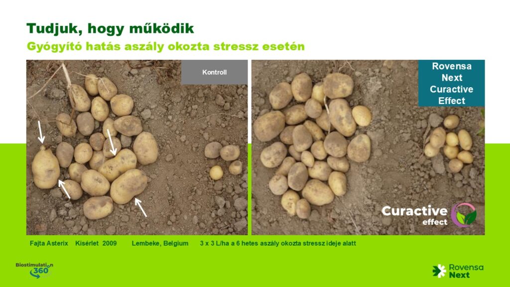 Gyógyító hatás aszály okozta stressz esetén